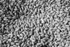 Defocus,Full,Of,Wheat,Grains,,Harvest,Background,With,Copy,Space,