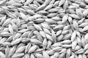Background,From,Barley,Grains,,Close-up,,Top,View.,Macro,Plan,Of