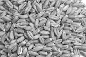 Pile,Of,Spelt,Grain,Isolated,On,A,White,Background